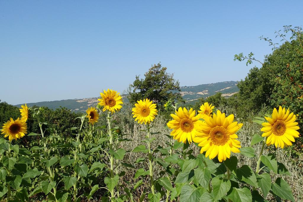 Podere Sant'Angelo Roccalbegna Exterior photo